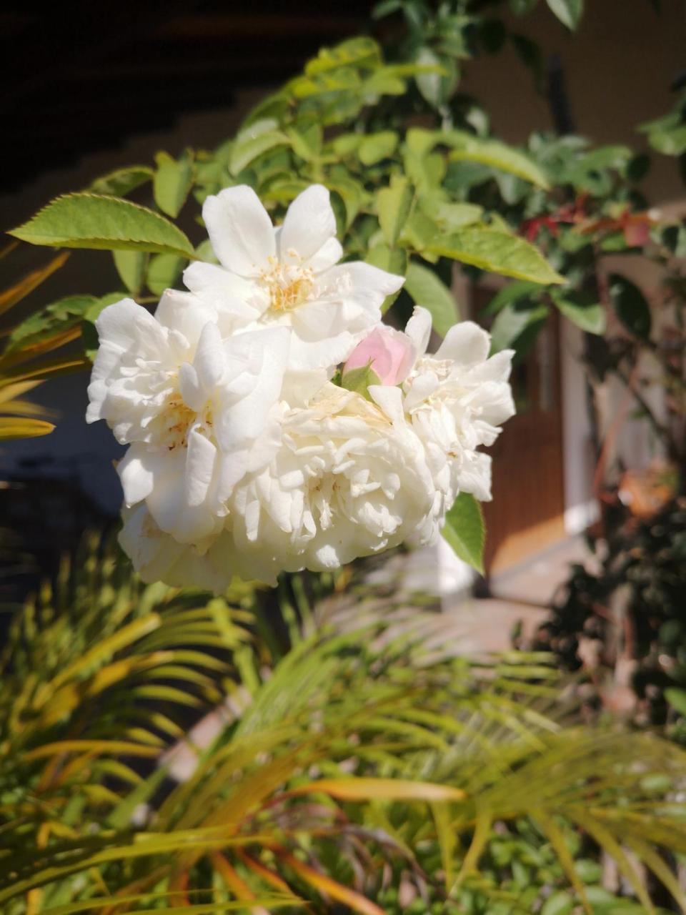 Belle Amie Self Catering La Digue
